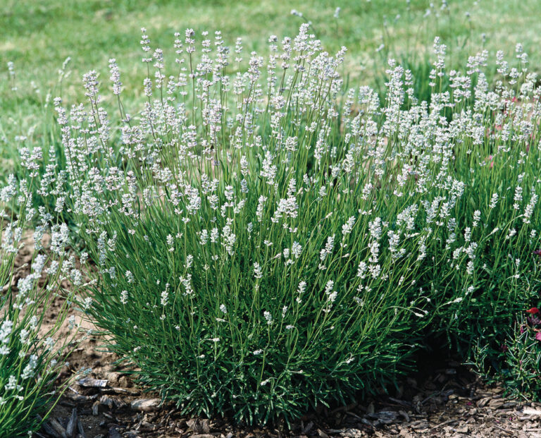 Lavandula angustifolia "Edelweiss"