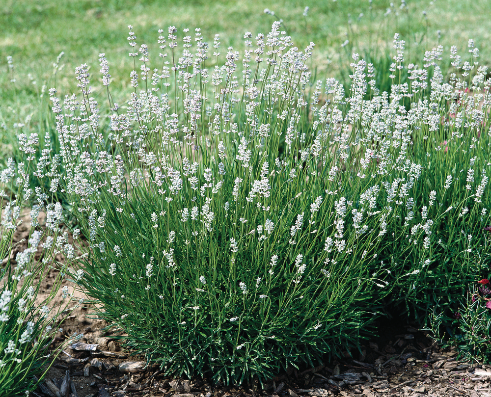 Lavandula angustifolia "Edelweiss"