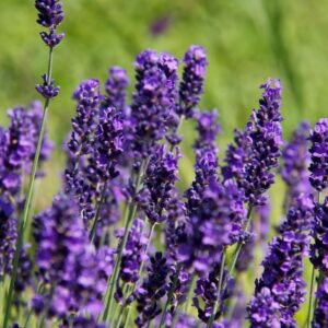 Lavandula angustifolia "Hidcote"