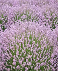 Lavandula angustifolia "Rosea"