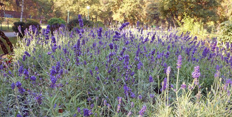 Lavandula angustifolia