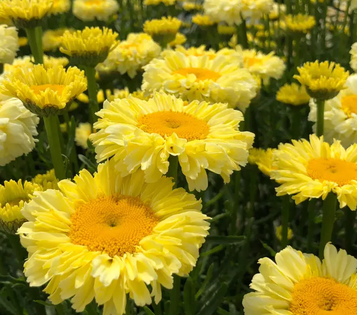 Leucanthemum "Goldfinch"