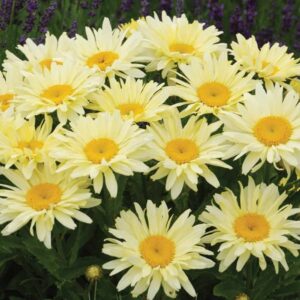 Leucanthemum s. "Banana Cream"