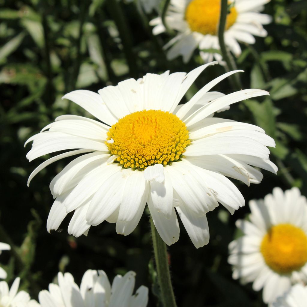 Leucanthemum superbum "Alaska"