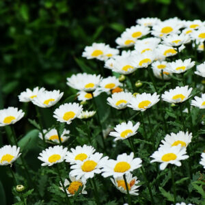 Leucanthemum superbum "Silberprinzesschen"