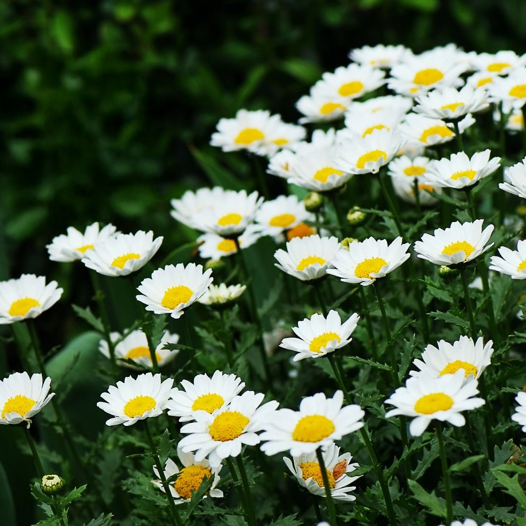 Leucanthemum superbum "Silberprinzesschen"