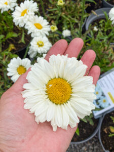 Leucanthemum s. "Victorian Secret"