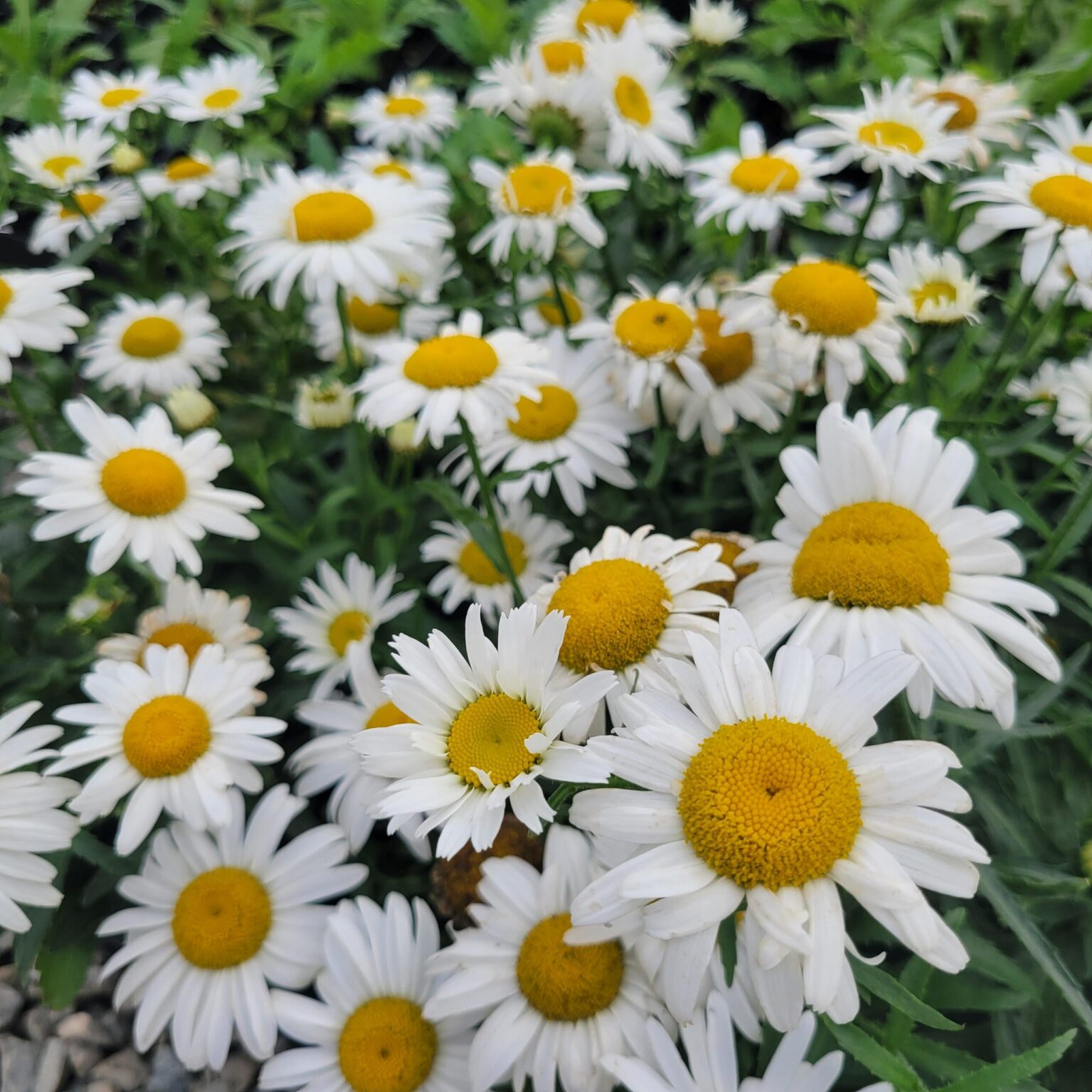 Leucanthemum superbum "White Lion"