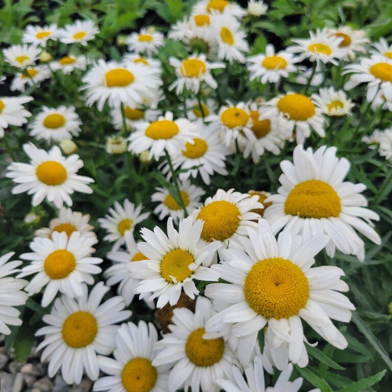 Leucanthemum superbum "White Lion"