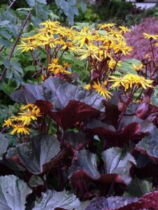 Ligularia dentata "Britt-Marie Crawford"