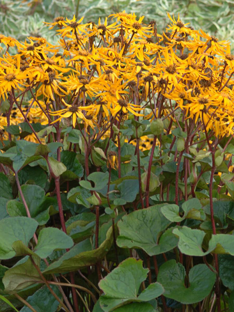 Ligularia dentata "Desdemona"