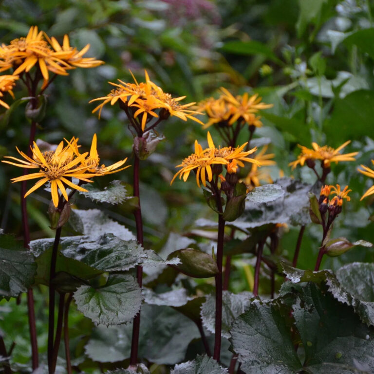 Ligularia dentata "Othello"