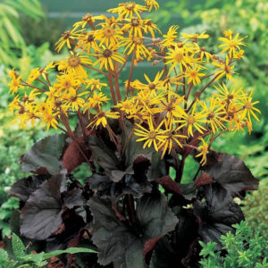 Ligularia dentata "Pandora"