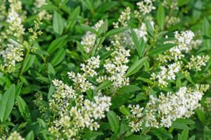 Ligustrum vulgare