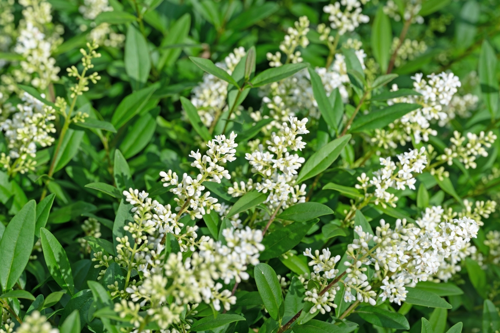 Ligustrum vulgare