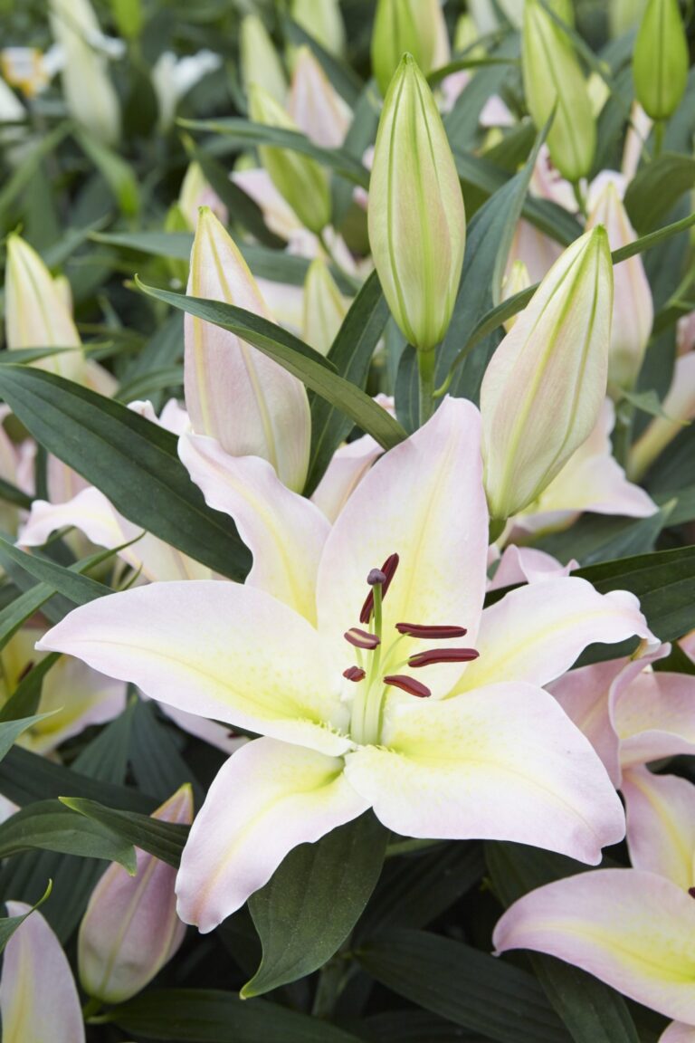 Lilium "Hocus Pocus" P9 pott