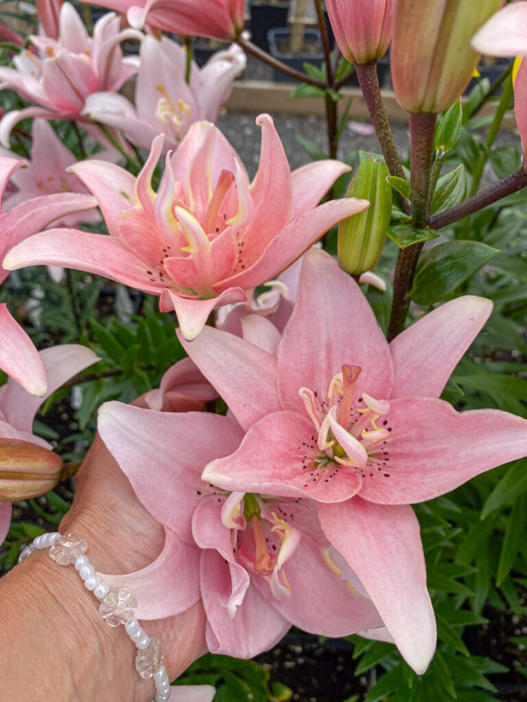 Lilium asiatic "Elodie"