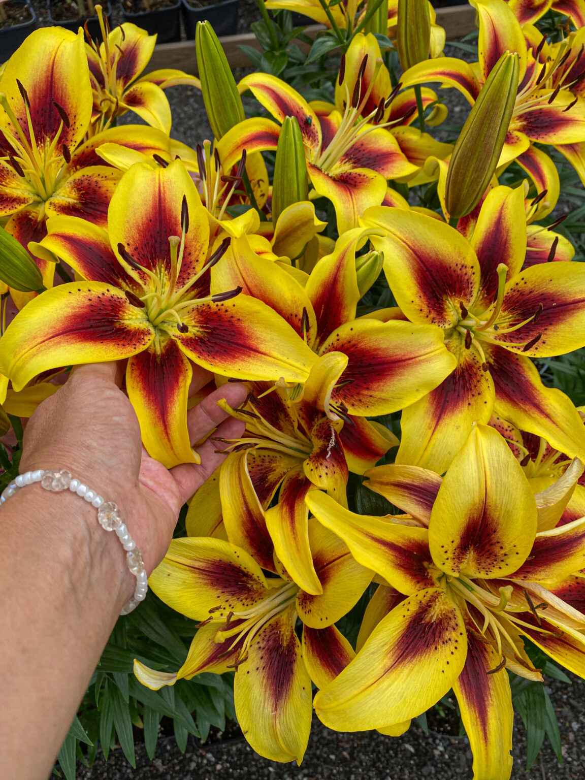 Lilium asiatic "Viva la Vida"