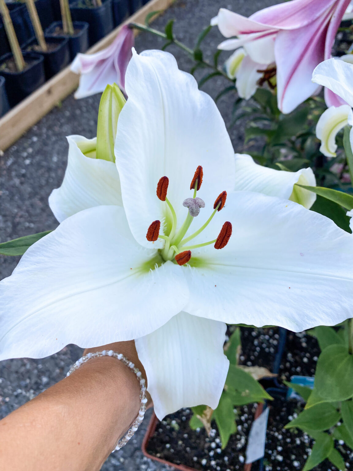 Lilium orientale "Casablanca"