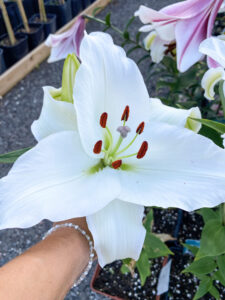 Lilium oriental "Casablanca"