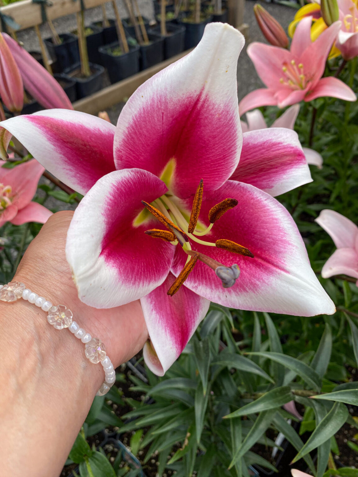 Lilium oriental "Friso"