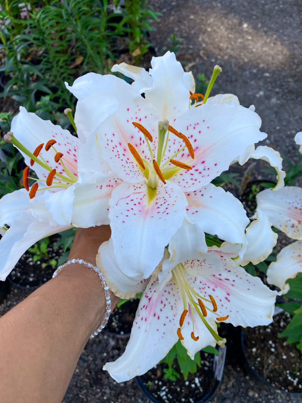 Lilium oriental "Muscadet"