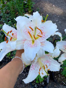 Lilium oriental "Muscadet"