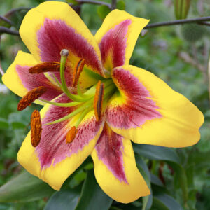 Lilium oriental "Robert Swanson"