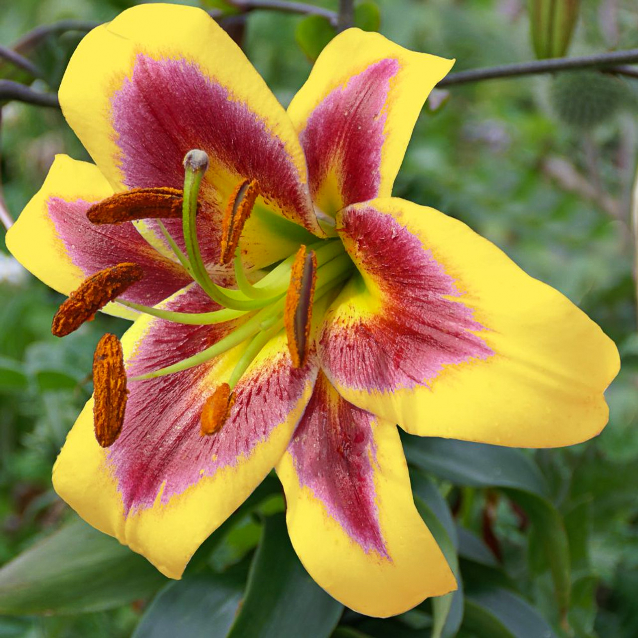 Lilium oriental "Robert Swanson"