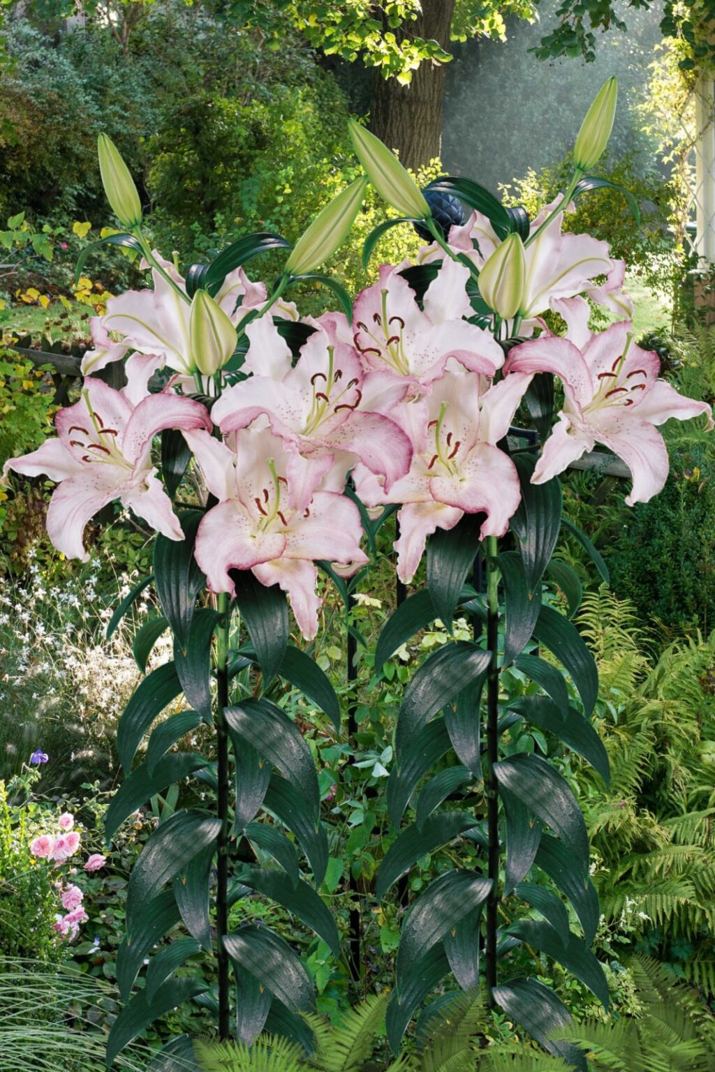 Lilium "Brasilia", P9 pods
