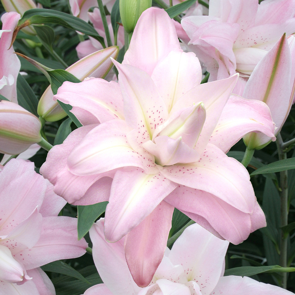 Lilium "Lotus Queen"