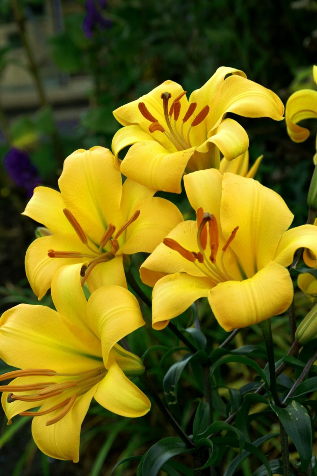 Lilium "Yellow Planet" P9 pott
