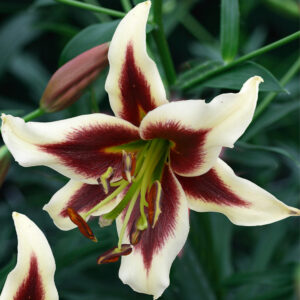 Lilium "Beverly Dream" P9 pott