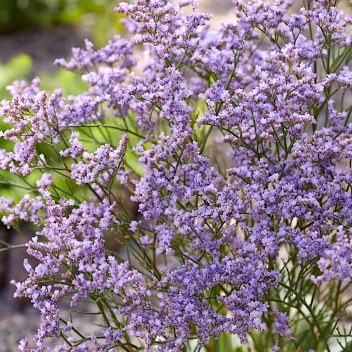 Limonium latifolium "Blauer Diamant"