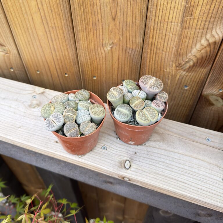 Lithops