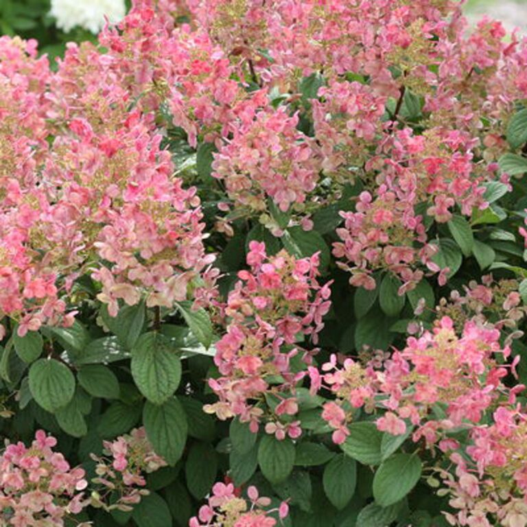 Hydrangea paniculata "Little Quick Fire"