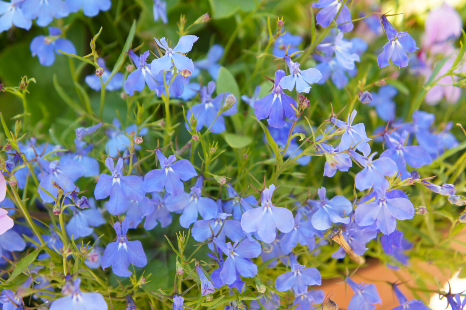 Лобелия "Cambridge Blue", 2500 семян, Johnsons
