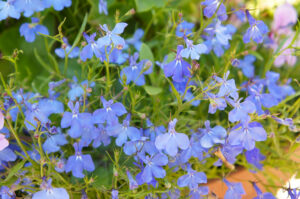 Lobeelia "Cambridge Blue" Johnsons 2500 s.