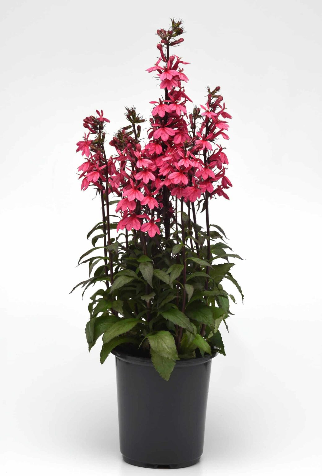 Lobelia speciosa "Starship Rose"