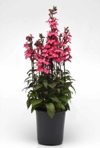 Lobelia speciosa "Starship Rose"