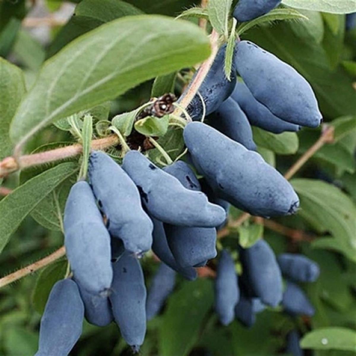 Lonicera caerulea "Atut"