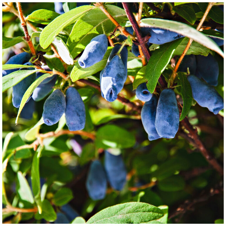 Lonicera caerulea "Blue Star"