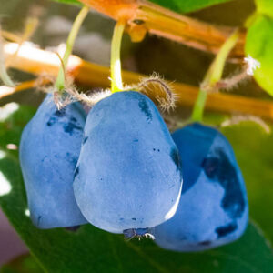 Lonicera caerulea "Duet"