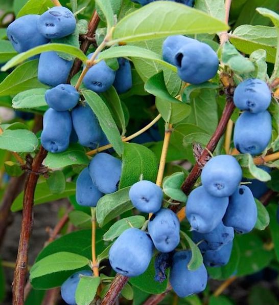 Lonicera caerulea "Tomitška"