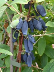 Lonicera caerulea "Wojtek"
