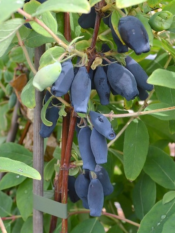Lonicera caerulea "Wojtek"