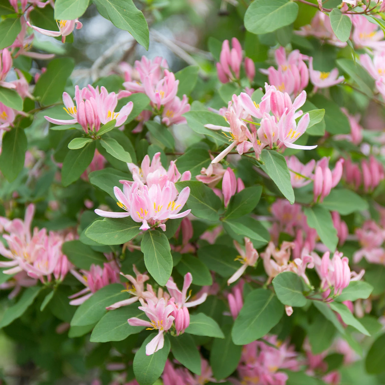 Lonicera tatarica "Rosea"