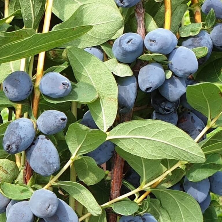 Жимолость голубая "Зойка" (Lonicera caerulea "Zojka")