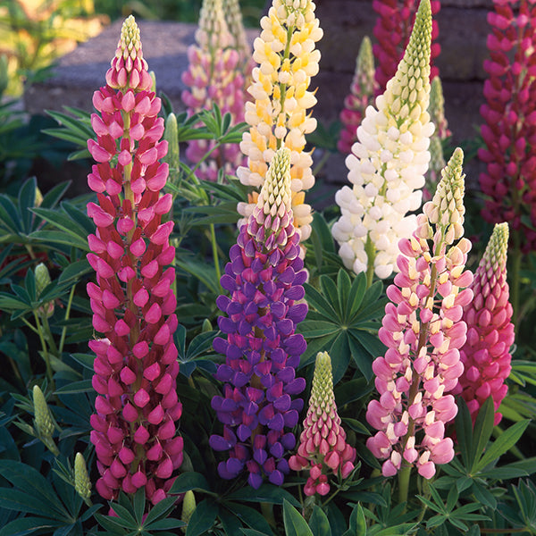 Lupinus polyphyllus "Festival", 9 cm vazonas
