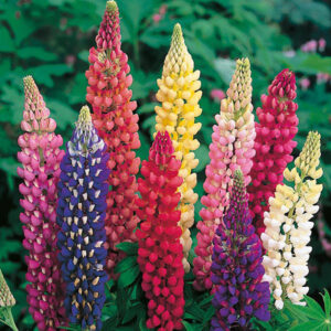 Lupinus polyphyllus, värvide segu, P9 pott